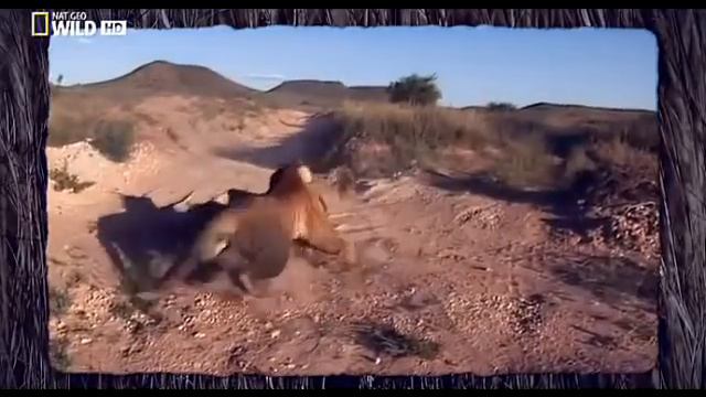 Самые большие кошки .Схватка тигров. смотреть онлайн