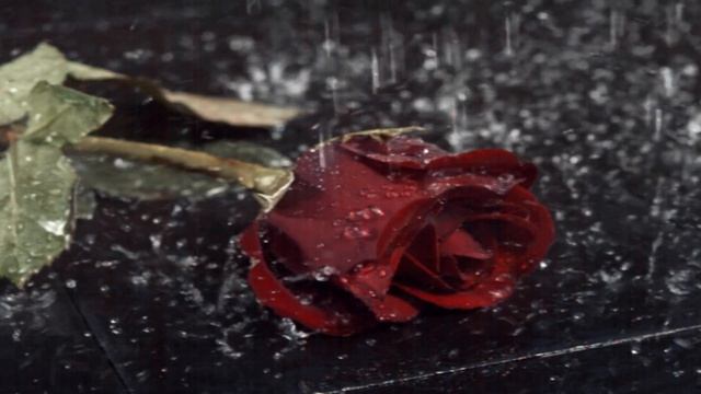 Футаж(Роза под дождём)-Плейлист разное. видео заставка -розы,розы футаж смотреть онлайн