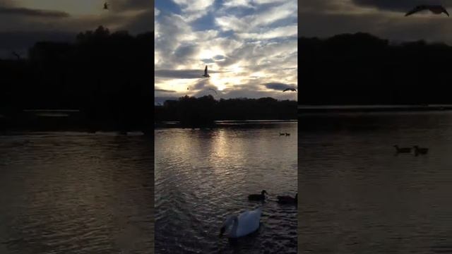 Salzgittersee Swans in Salzgitter Lebenstedt #Shorts ( Salzgitter Germany ) смотреть онлайн