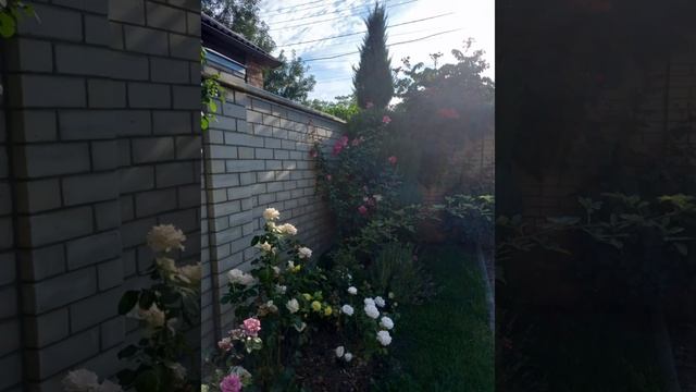 Растения,которые наполняют сад романтикой.#ландшафтныйдизайн #цветы #tagetes смотреть онлайн