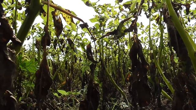 Дожди погубили урожай картофеля... смотреть онлайн