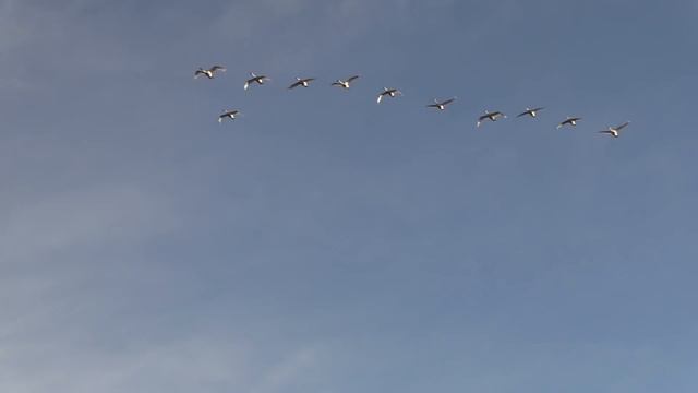 2018 Washington County NC Swan Hunt смотреть онлайн