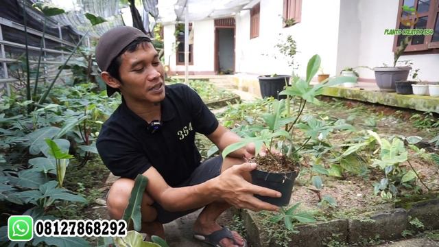 RAHASIA SUKSES BERTANI TANAMAN HIAS AROID AGAR TIDAK MERUGI смотреть онлайн