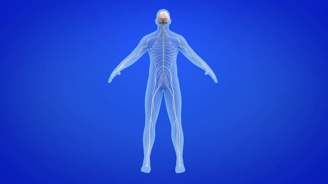 Human body organ systems for kids - Compilation смотреть онлайн