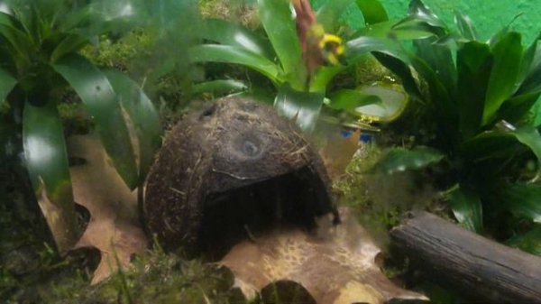 Древолазы(Dendrobates tinctorius Azureus) Кащей и Кикимора