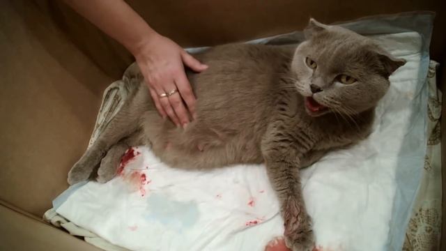 Как рожает кошка полное видео. смотреть онлайн