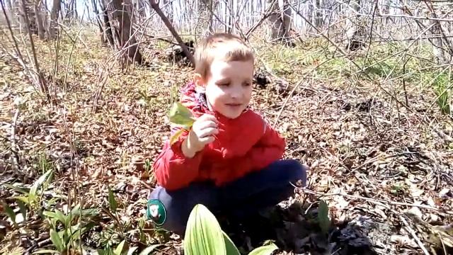 Черемша. Очень полезная весенняя трава черемша.