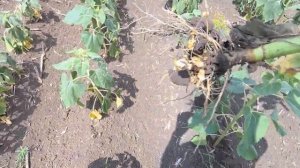 Экспресс подсолнечник после обработки Евролайтингом