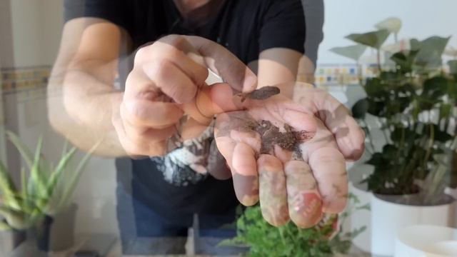 PLANTAS ANTI PLAGA DE MOSQUITOS y ZANCUDOS: curiosidades y cuidados del GERANIO LIMÓN || en20metros смотреть онлайн