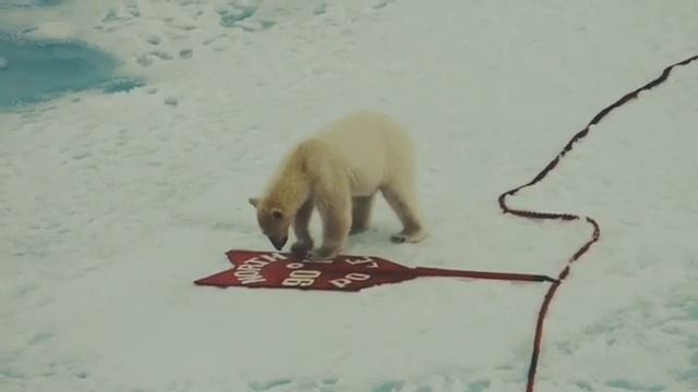 Трутся медведи о земную ось смотреть онлайн