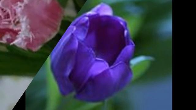 Тюльпаны слайд-шоу смотреть онлайн