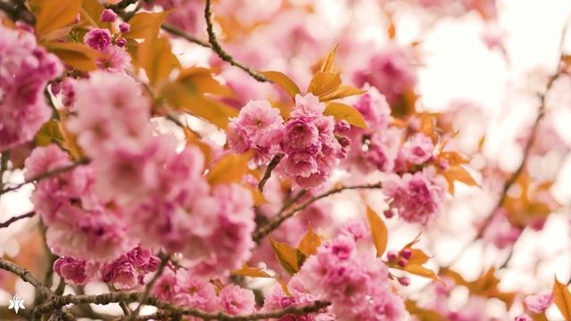 Ультра расслабляющая музыка чтобы успокоить разум, перестать думать ? музыка для сна, души и тела смотреть онлайн