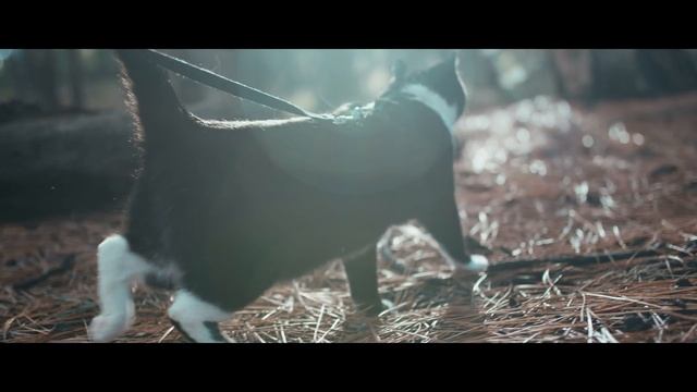 Forest Kitten (IN 4K) смотреть онлайн