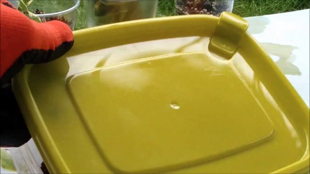 Размножение фикуса Бенджамина черенками - часть 2 смотреть онлайн