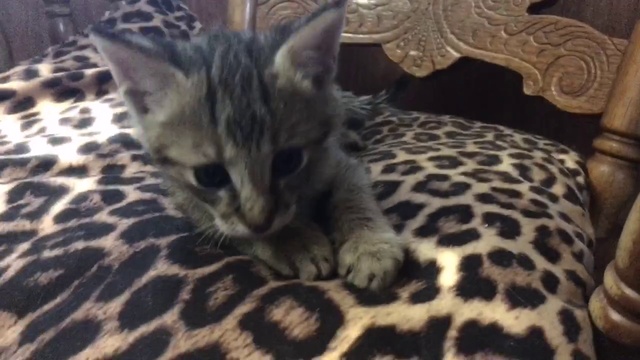 Чаузи F1 Питомник SoulCats смотреть онлайн