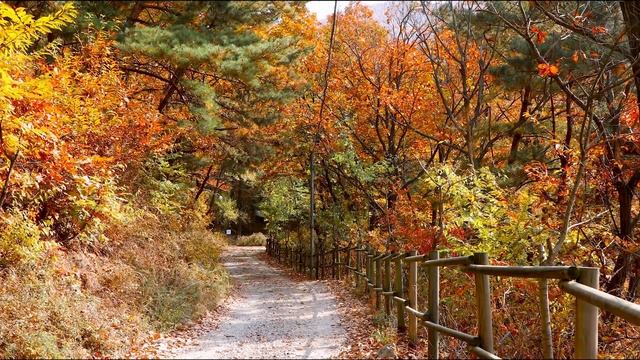 Relaxing Autumn/Fall Forest Ambience - Calming wind, Rustling Leaves, Distant Birds, Peaceful Trees смотреть онлайн