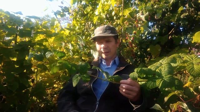 Когда обрезать малину осенью или весной смотреть онлайн