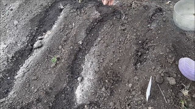 Смешанный посев лука и моркови, как посеять морковь и лук смотреть онлайн