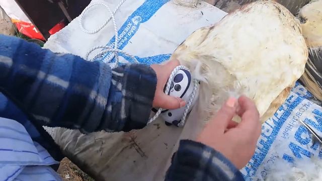 Ощип утки смотреть онлайн