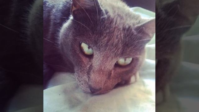 Наш Рыжик. #рыжий #рыжик #рыжийкот #коты #кот #животные #кошки #котэ #котейки #cats #cute #girlie смотреть онлайн