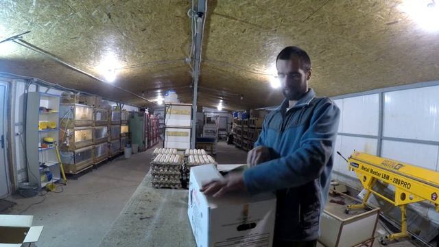 Как выглядит яйцо РОСС-308 из Турции. Турецкий РОСС как прошел вывод, читайте комментарии. смотреть онлайн