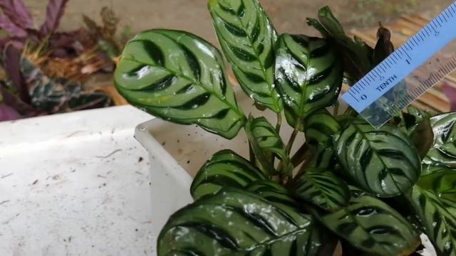 Review Calathea Mini Ctenanthe Burle Marxii. Prayer Plant смотреть онлайн