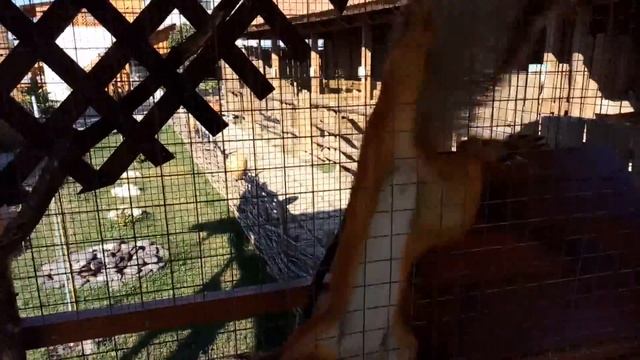 Что такое сурок？） Объясняем простыми словами на примере белки） смотреть онлайн