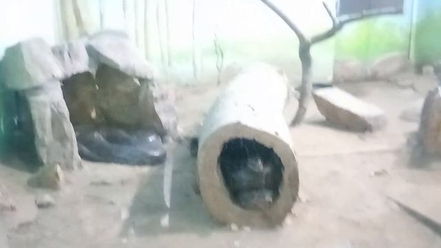 Biggest Snake House/Sanpo Ka Ghar смотреть онлайн