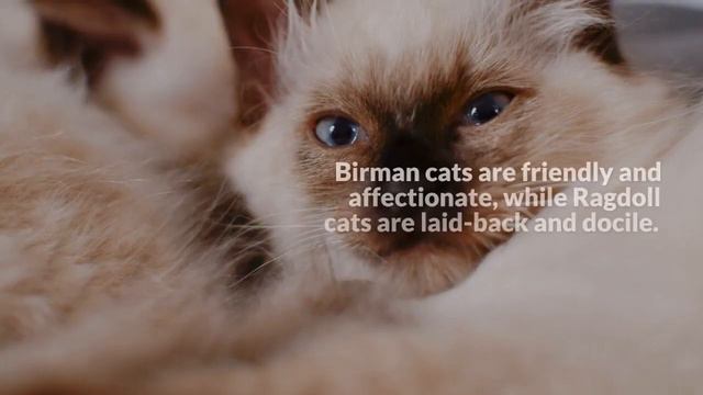 10 Differences Birman Vs Ragdoll You Must Know смотреть онлайн