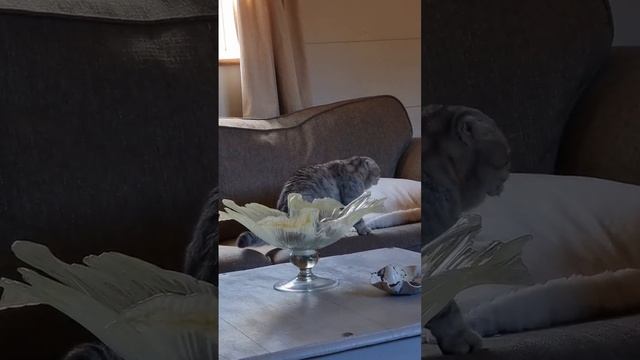 Кошка Хлоя хочет мужчину / Громко мяукает смотреть онлайн