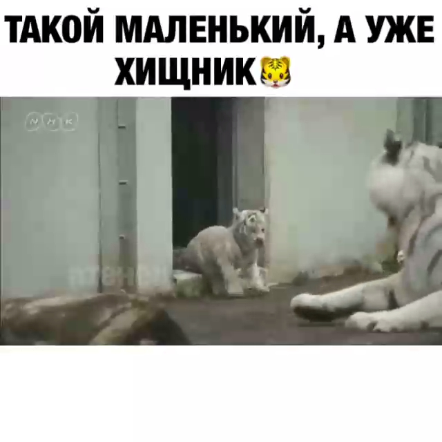 Маленький хищник смотреть онлайн