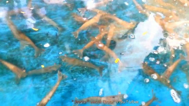 Как выглядят Вьетнамские деньги(донги)//Чем кормить детей во Вьетнаме//Креветки и море/архив-ноябрь