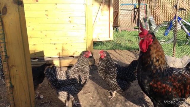 Куры на дачном участке! Как выросли мои цыплята. смотреть онлайн
