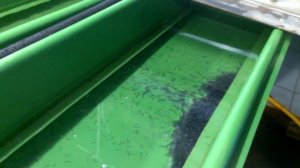 Разведение осетра. Кормление личинки осетра живыми кормами - артемией