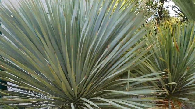 BestpalmTV. Yucca rostrata -20C jest w czym wybierać. Rośliny od 100 do 270 cm смотреть онлайн