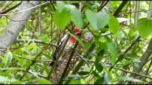 2021-06•Eiene kliene…