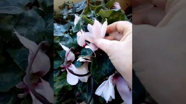 Πως περναω σε καραντινα( Επ.1). Λουλουδια στο μπαλκονη( Цветы на балконе). смотреть онлайн