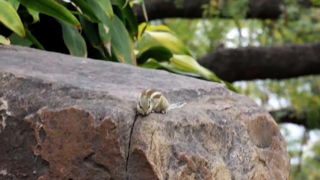 Писклявый бурундук / Yawning chipmunk смотреть онлайн
