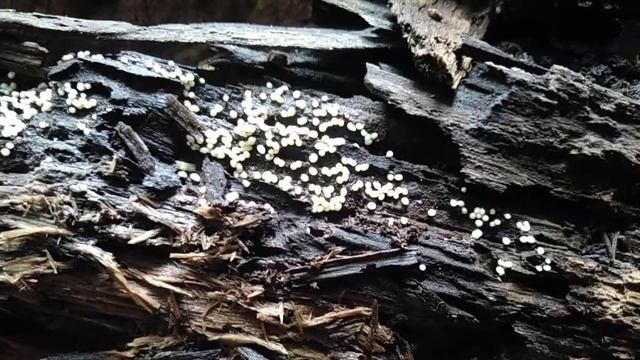 Яйца слизняка смотреть онлайн