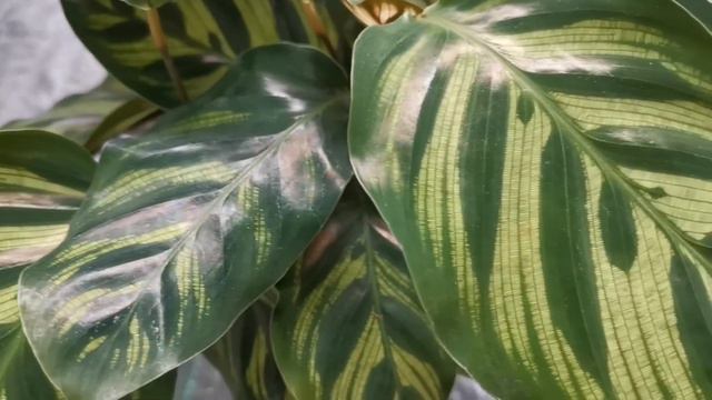 Calathea makoyana for sale смотреть онлайн