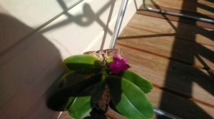 P.Violacea v.indigo blue ×
P.Violacea v.indigo red 💖💕..