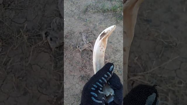 НАШЕЛ КЛЫК ДИКОГО КАБАНА! смотреть онлайн