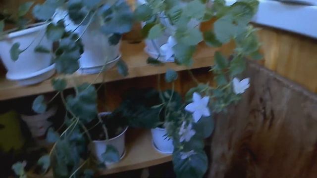 Цветущие растения на балконе смотреть онлайн