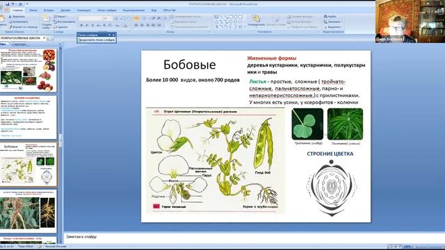 ЕГЭ по биологии. Занятие 10. Цветковые растения. Классы однодольные, двудольные смотреть онлайн