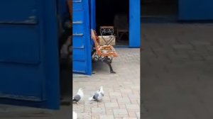 голуби Зелененко Анатолия Дмитриевича