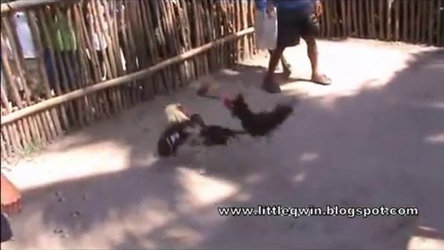 Петушиные бои.Филиппины смотреть онлайн