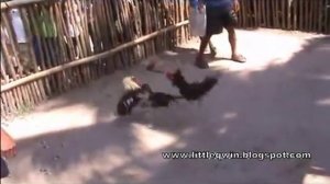 Петушиные бои.Филиппины