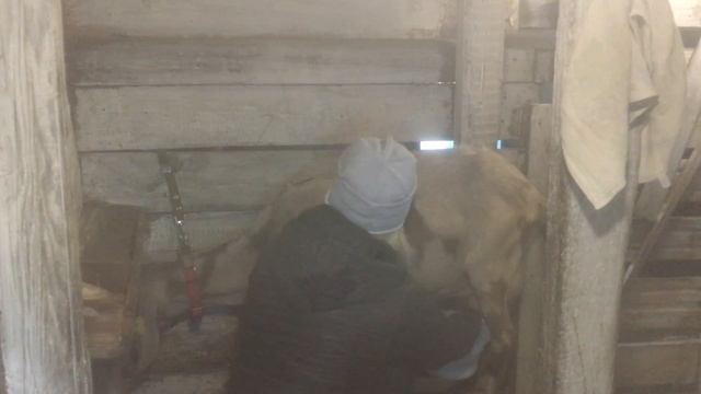 Сколько даёт молока Англо-Нубийская коза ?? Длительная лактация у козы ? смотреть онлайн