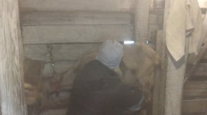 Сколько даёт молока Англо-Нубийская коза ?? Длительная лактация у козы ?