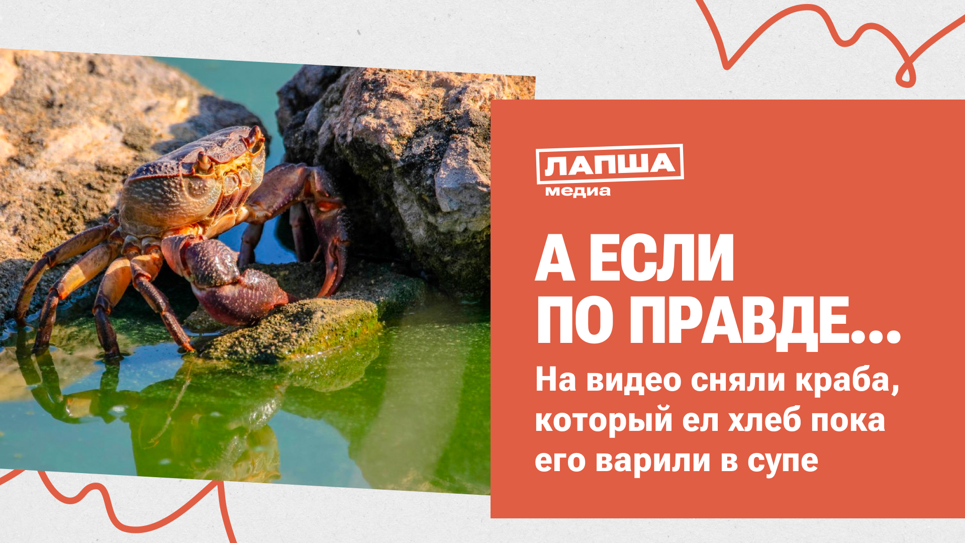 НА ВИДЕО СНЯЛИ КРАБА, КОТОРЫЕ ЕЛ ХЛЕБ ПОКА ЕГО ВАРИЛИ В СУПЕ I РАЗБОР ФЕЙКА смотреть онлайн